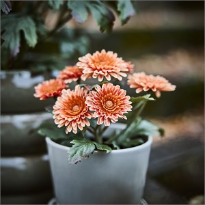 {{photo.Alt || photo.Description || 'FEJKA, искусственное растение в горшке, для дома/аутдора/хризантемы оранжевые'}}