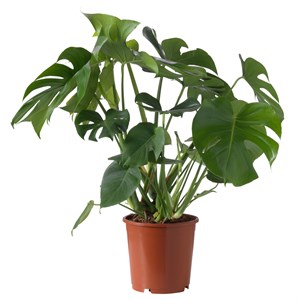 {{photo.Alt || photo.Description || 'MONSTERA, горшечное растение, швейцарский сырный завод'}}