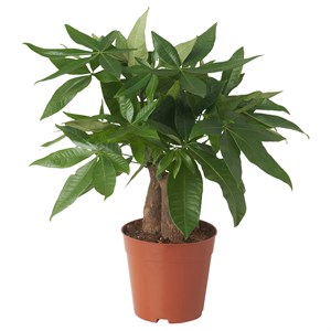 {{photo.Alt || photo.Description || 'PACHIRA AQUATICA, растение в горшке, гвинейский каштан'}}