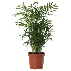 {{photo.Alt || photo.Description || 'CHAMAEDOREA ELEGANS, растение в горшке, салонная пальма'}}