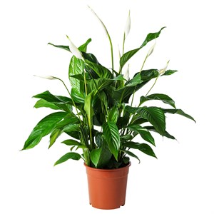 {{photo.Alt || photo.Description || 'SPATHIPHYLLUM, растение в горшке, лилия мира'}}