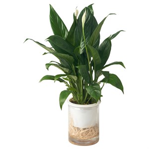 {{photo.Alt || photo.Description || 'SPATHIPHYLLUM, растение, Лилия Мира/Гидропоника'}}