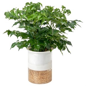 {{photo.Alt || photo.Description || 'RADERMACHERA, растение в горшке, китайская кукла Hydroponic'}}