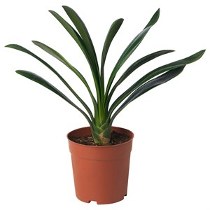 CLIVIA MINIATA, Растение в горшке 506.245.62