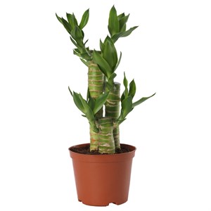 {{photo.Alt || photo.Description || 'DRACAENA LUCKY BAMBOO, растение в горшке, удачливый бамбук'}}
