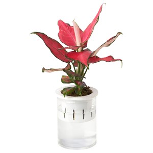 {{photo.Alt || photo.Description || 'AGLAONEMA, горшечное растение, китайская вечнозеленая гидропоника'}}