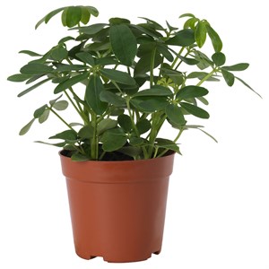 {{photo.Alt || photo.Description || 'SCHEFFLERA ARBORICOLA, растение в горшке, Зонтичное дерево'}}