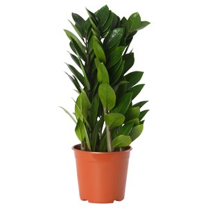 {{photo.Alt || photo.Description || 'ZAMIOCULCAS, растение в горшке, ароидная пальма'}}