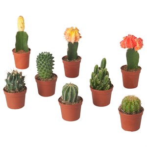 CACTACEAE, растение в горшке, кактус/ассорти 605.743.59