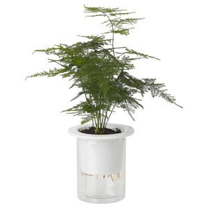 {{photo.Alt || photo.Description || 'ASPARAGUS SETACEUS, растение, кружевной папоротник/гидропоник'}}