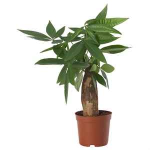 {{photo.Alt || photo.Description || 'PACHIRA AQUATICA, растение в горшке, гвинейский каштан'}}