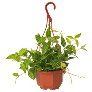 {{photo.Alt || photo.Description || 'PEPEROMIA TETRAGONA, подвесное растение, параллельная пеперомия'}}