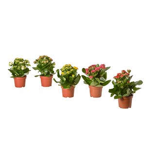 {{photo.Alt || photo.Description || 'KALANCHOE, растение в горшке, Flaming Katy в ассортименте'}}