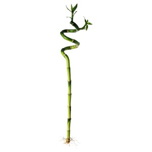 {{photo.Alt || photo.Description || 'DRACAENA LUCKY BAMBOO, завод, спираль'}}