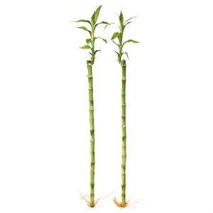 {{photo.Alt || photo.Description || 'DRACAENA LUCKY BAMBOO, пламени'}}