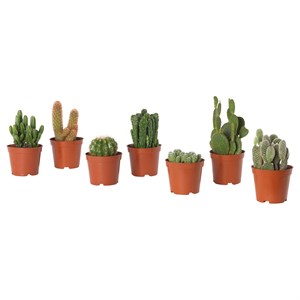 {{photo.Alt || photo.Description || 'CACTACEAE, растение в горшке, кактус/ассорти'}}