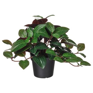 {{photo.Alt || photo.Description || 'FEJKA, искусственное горшечное растение для дома и улицы Jewel orchid'}}