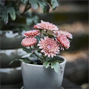 {{photo.Alt || photo.Description || 'FEJKA, искусственное растение в горшке, для дома/аутдора/хризантемы розовые'}}