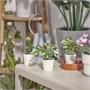 FEJKA, искусственное растение в горшке с горшком Монстера для дома и улицы 405.932.07