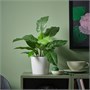FEJKA, искусственное горшечное растение, калатея для дома и улицы 406.008.87