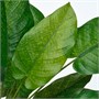 FEJKA, искусственное горшечное растение, калатея для дома и улицы 406.008.87