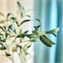 SMYCKA, искусственный цветок, для дома/на улице/оливковая ветка 706.059.73