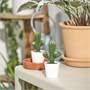 FEJKA, искусственное растение в горшке для дома и улицы Кактус 305.871.55
