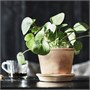 MUSKOTBLOMMA, кастрюля с блюдцем, внутри/снаружи терракотовая 104.548.87