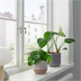 BUSKKAPRIFOL, растительный горшок, внутренний/наружный/бежевый 705.958.94