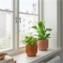 HONUNGSPALM, растительный горшок, внутренний/наружный/коричневый 505.957.91