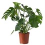 MONSTERA, горшечное растение, швейцарский сырный завод 806.245.51