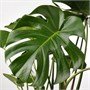 MONSTERA, горшечное растение, швейцарский сырный завод 806.245.51