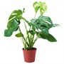MONSTERA, горшечное растение, швейцарский сырный завод 906.245.55
