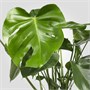MONSTERA, горшечное растение, швейцарский сырный завод 906.245.55