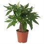 PACHIRA AQUATICA, растение в горшке, гвинейский каштан 005.743.57