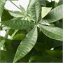 PACHIRA AQUATICA, растение в горшке, гвинейский каштан 005.743.57