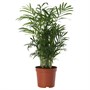 CHAMAEDOREA ELEGANS, растение в горшке, салонная пальма 005.743.62