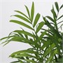 CHAMAEDOREA ELEGANS, растение в горшке, салонная пальма 005.743.62