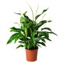 SPATHIPHYLLUM, растение в горшке, лилия мира 904.942.43