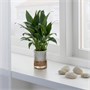 SPATHIPHYLLUM, растение, Лилия Мира/Гидропоника 704.941.83