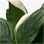 SPATHIPHYLLUM, растение, Лилия Мира/Гидропоника 704.941.83