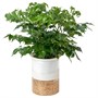 RADERMACHERA, растение в горшке, китайская кукла Hydroponic 105.772.75