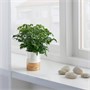 RADERMACHERA, растение в горшке, китайская кукла Hydroponic 105.772.75