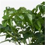 RADERMACHERA, растение в горшке, китайская кукла Hydroponic 105.772.75