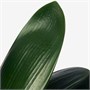CLIVIA MINIATA, Растение в горшке 506.245.62