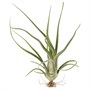 TILLANDSIA, AP Компрессорная установка 705.556.09