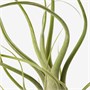 TILLANDSIA, AP Компрессорная установка 705.556.09