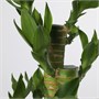 DRACAENA LUCKY BAMBOO, растение в горшке, удачливый бамбук 206.245.49