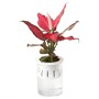 AGLAONEMA, горшечное растение, китайская вечнозеленая гидропоника 005.824.23