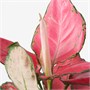 AGLAONEMA, горшечное растение, китайская вечнозеленая гидропоника 005.824.23